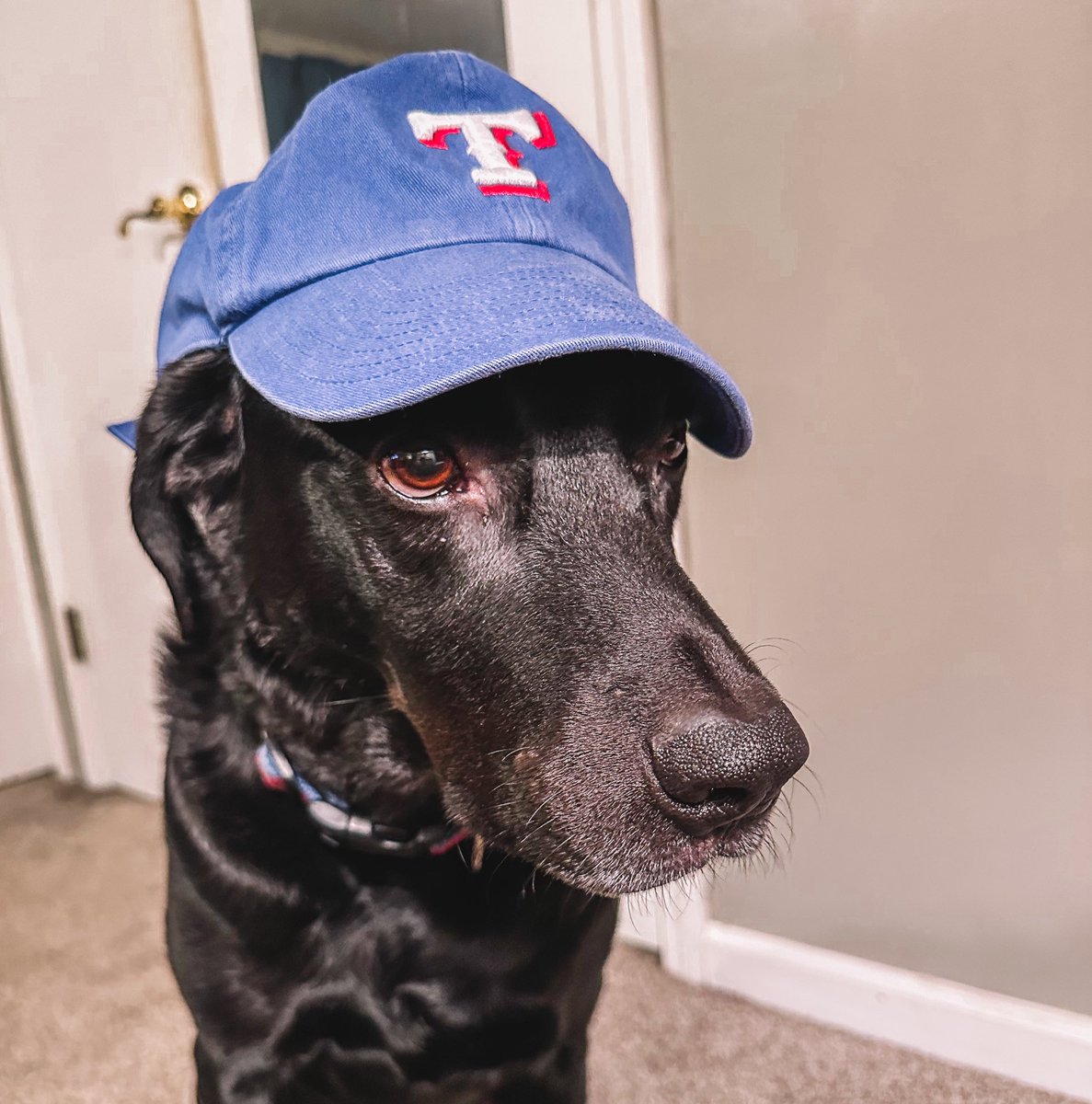 Someone is ready to cheer on the Rangers tonight! ⚾️🎉