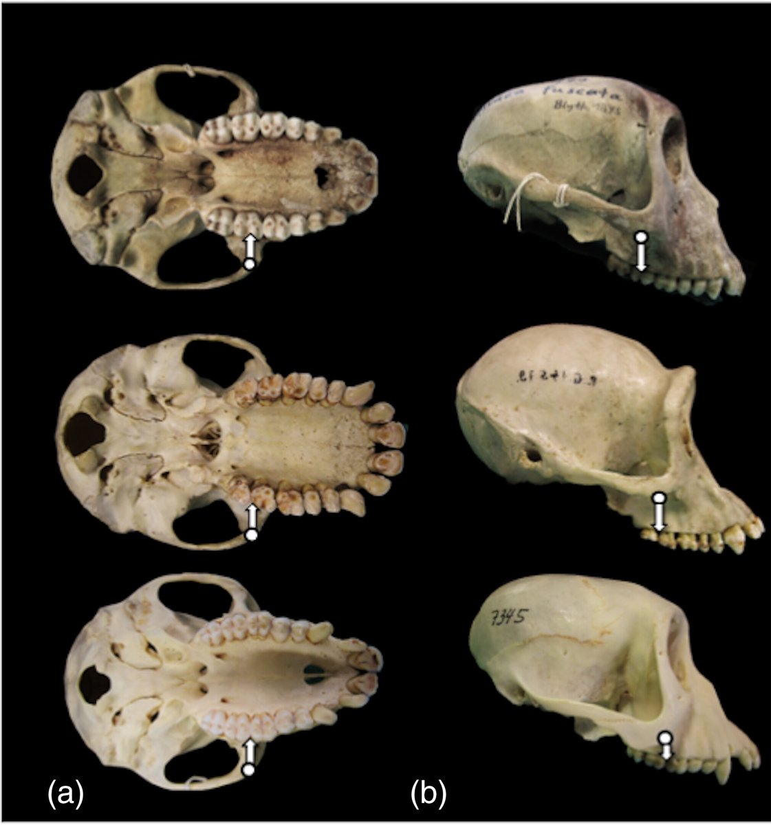 The Anatomical Record (@anatrecord) on Twitter photo 🦍Do primates with tougher diets have a different face? Research suggests YES! Findings reveal that zygomatic root position predicts diet specialization in some, but not all, primate species.
New study by <a href="/HallieEdmonds/">Hallie Edmonds</a> et al.: doi.org/10.1002/ar.253… 🦍Do primates with tougher diets have a different face? Research suggests YES! Findings reveal that zygomatic root position predicts diet specialization in some, but not all, primate species.
New study by <a href="/HallieEdmonds/">Hallie Edmonds</a> et al.: doi.org/10.1002/ar.253…