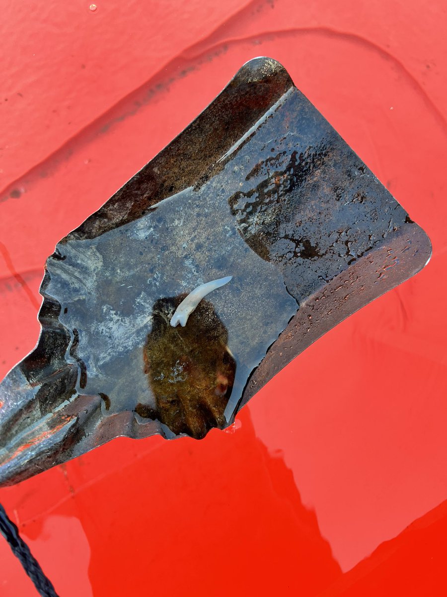 jones_fighter's tweet photo. @MarylandDNR any guesses (or points of contact) identifying these organisms/creatures found in otherwise clear water of a water truck being used for hose testing… https://t.co/iFrvYYp3Ge