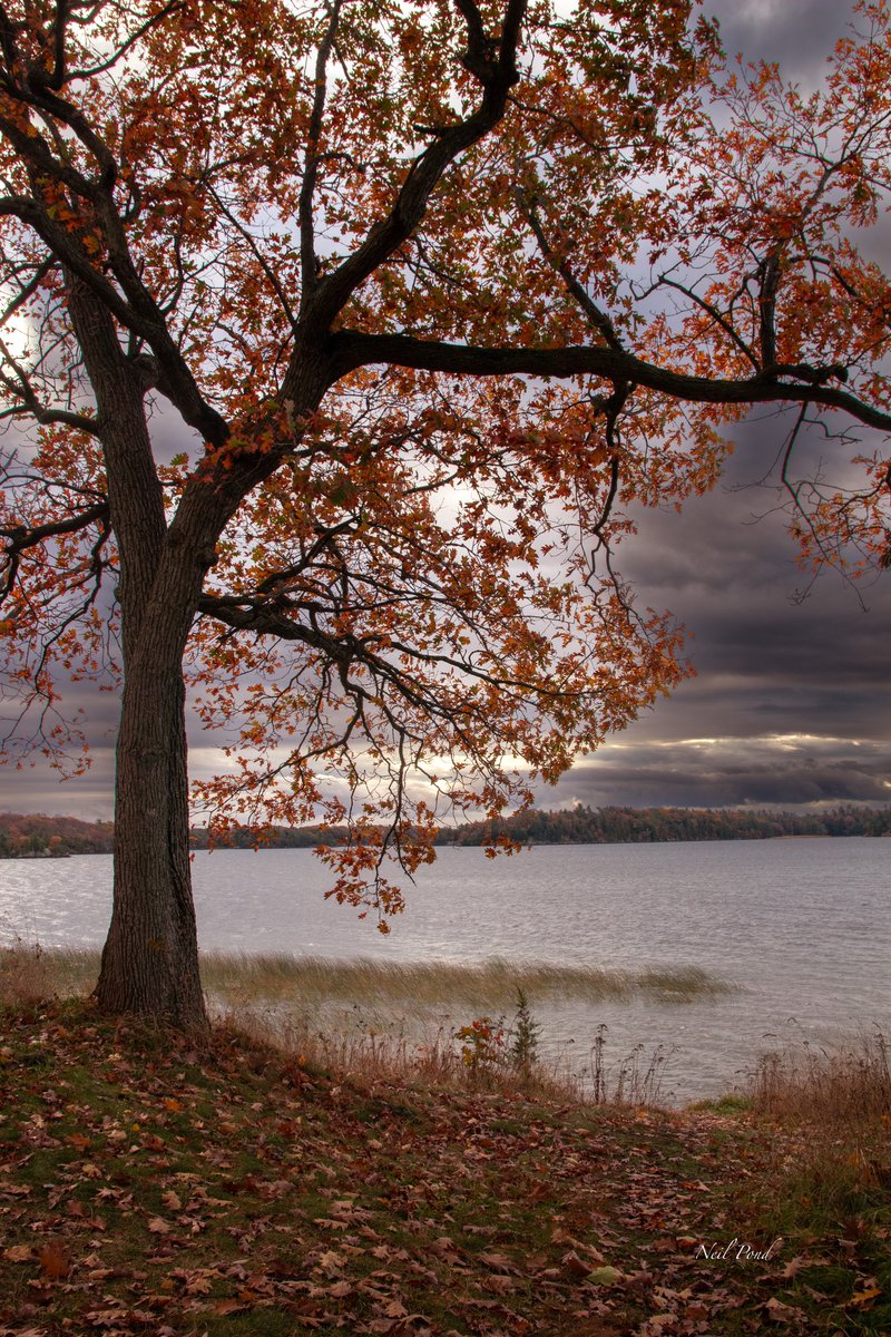 Ponder41's tweet photo. Couple moody shots from today #landscapephotography #moody #StormHour #fallcolors https://t.co/w94IrTuPFl