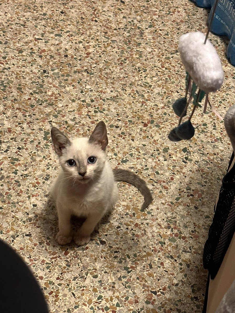 bunsoir's tweet photo. Lady belle update: what the hell. has this cat been serving cunt this whole time https://t.co/zQOEqyqTab