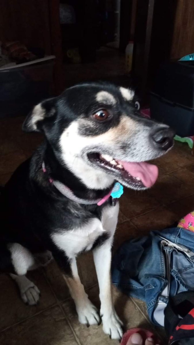 PetsofO's tweet photo. DO YOU KNOW 'BELLA LANCASTER'? 

HER TAG SAYS SHES FROM OXFORD BUT WAS FOUND IN GRENADA MISSISSIPPI 
PLEASE CALL 662-701-1809 IF YOU KNOW ANY INFORMATION ABOUT BELLA. @LafCoSheriff 
@RobynTannehill @OxfordPolice @SwayzeCrazies @ole https://t.co/xbqSgRHGgP