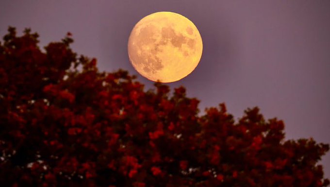 Hunter&rsquo;s full moon.   She&rsquo;s simply lovely go outside and look up !  #fullmoon #lookup https://t.co/g<a href="/tag/fullmoon"class="tags"><span>#fullmoon</span></a><a href="/tag/lookup"class="tags"><span>#lookup</span></a>