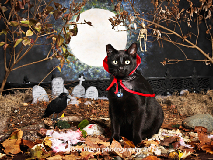 Havilah_V's tweet photo. #Caturday:
#HalloweenIsComing #Scary #Spooky #Ghost #Ghosts #Haunted #GhostHunting #GhostAdventures #Spirits #Vampire #Vampires #Blood #Dracula #VampireTeeth #Fangs #VampireStyle #Cat #Cats #CatsInCostumes #BlackCat #Cemetary - Photo by Melissa Bleen Photography https://t.co/vY1zGXasnk