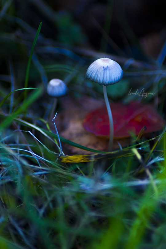 JohnMar77301444's tweet photo. Mushroom Pic of the day🍄🤩
Entoloma hochstetteri🍄
#Coprinus #inkcaps #fungi #mushrooms #mycology #mushroomphotography #nature #naturephotography
#Earth #Gaia #NYC #Brooklyn #Queens #Bronx #StatenIsland #LongIsland #WashingtonDC #USA #SaturdayVibes https://t.co/xOK7oLu5tT