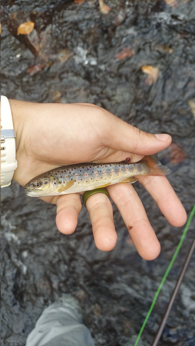 Is anyone else out there catching absolute giants this weekend?!