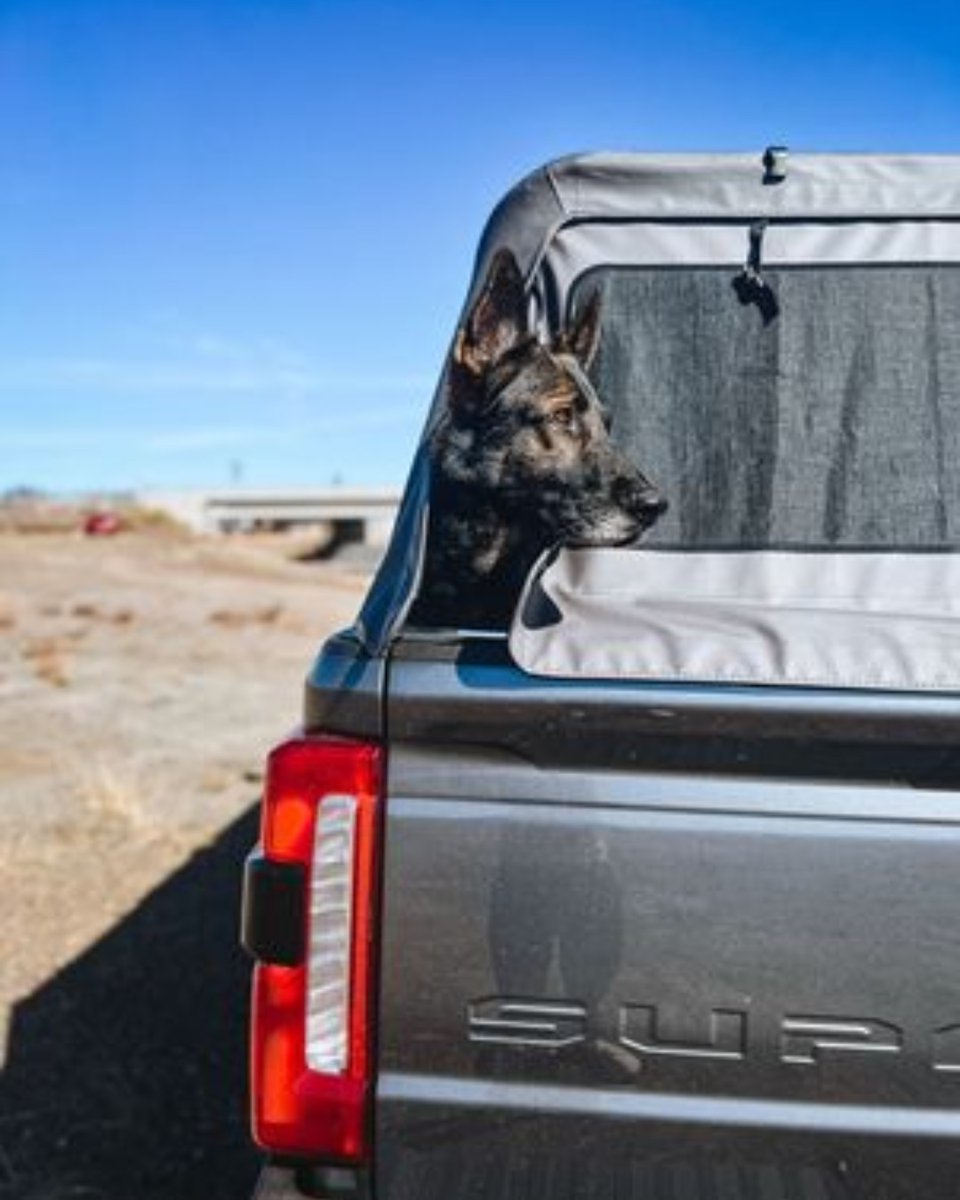 Constant vigilance😎  👊 

Peep the mesh screen window option that provides some added ventilation for your furry friends. Can't blame this guy for wanting a better view though! 

#softopper #dog #truckbedcover #truckcap #tonneaucover #truckaccessory #truckstorage