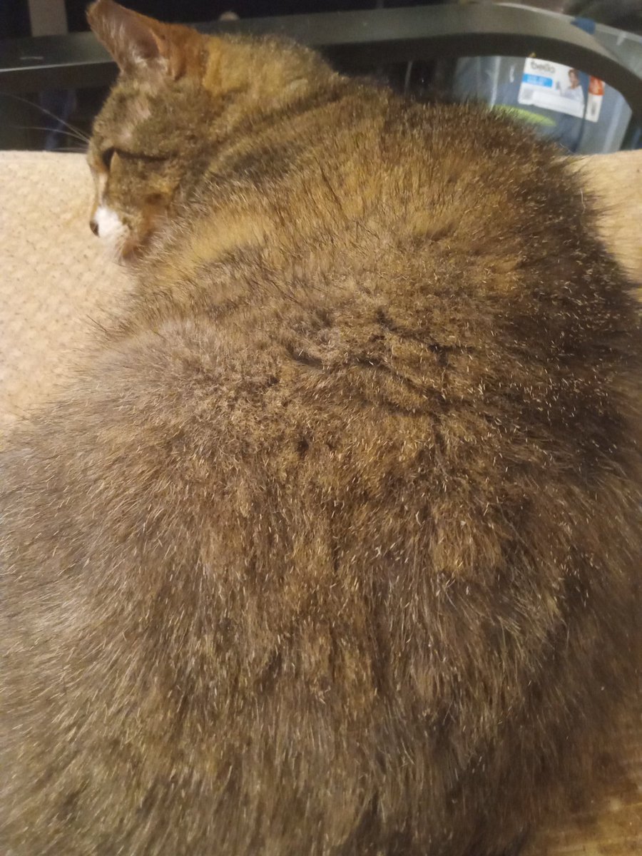 Snowy Rose tweet media