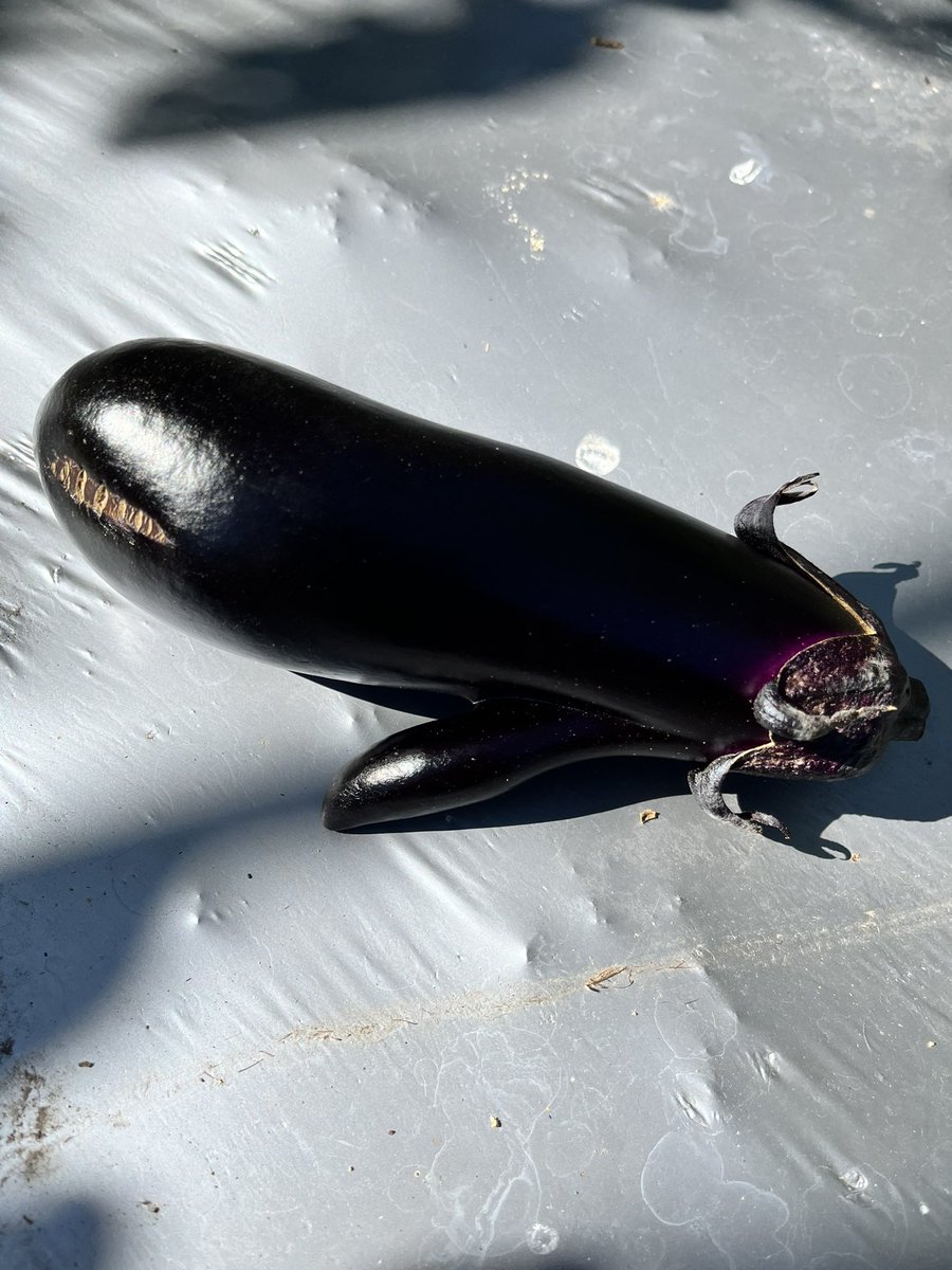 今年も暖かいのでまだまだとれそうですねぇ〜🍆😌

この角度、なんとなくクジラ🐳っぽい、かも❓🤔