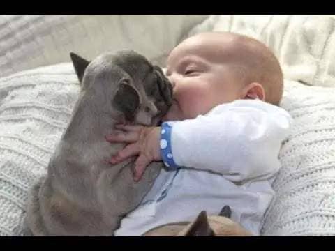 PetNewsTweets's tweet image. Cute Pets &amp;amp; Funny #Animals ... by P ... - petn.ws/H3Qss
 #AnimalsCompilation #CatCare #CatGroomingGuide #CatTeethCleaning #CatTraining #CatsAndDogs #CuteCat #CutePets #CutePuppy #Fails #FunnyAnimal #FunnyAnimals #FunnyAnimalsCompilation #FunnyCats #FunnyDogs #FunnyPets