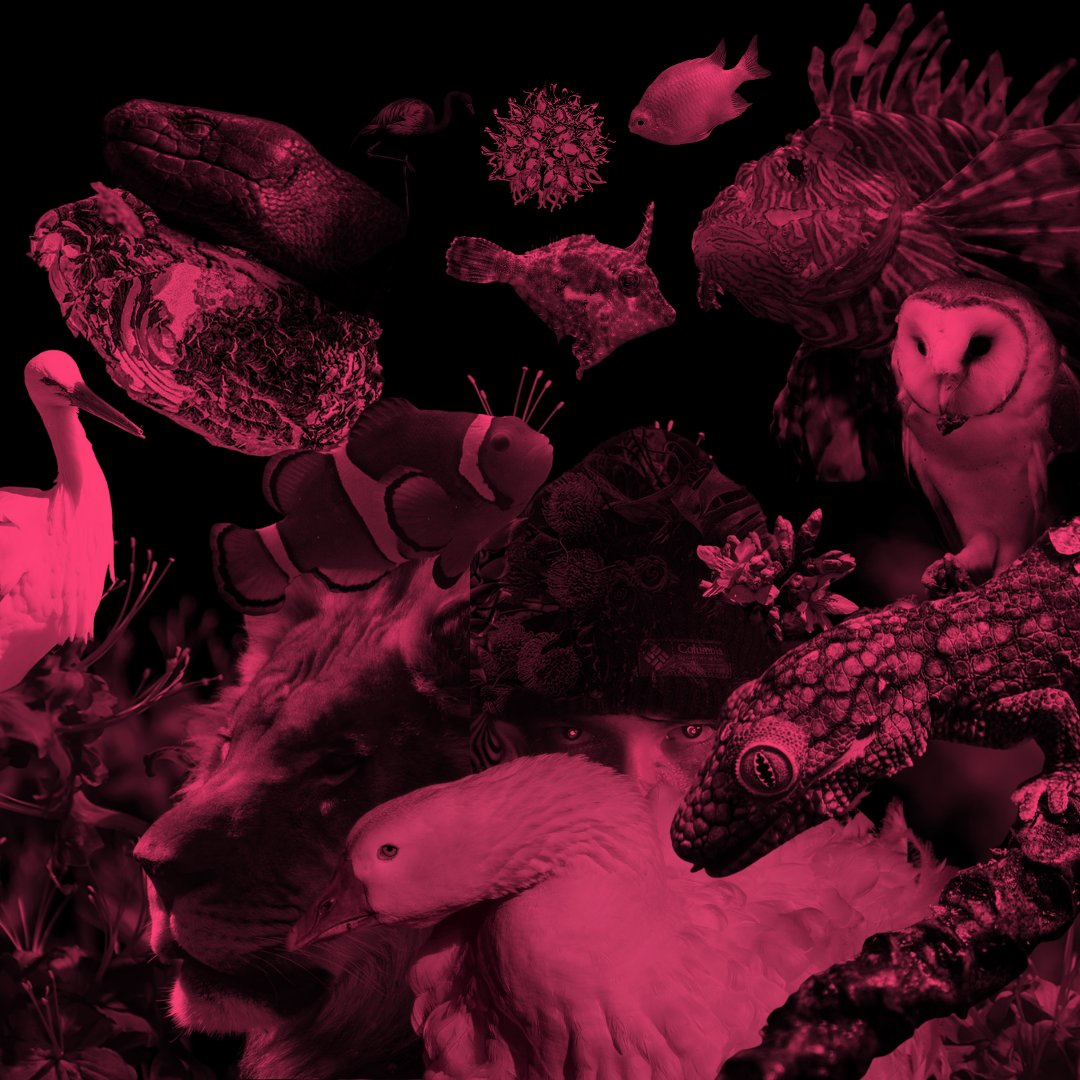 artographyj2's tweet photo. @RCederfjard Red Room Fauna

So far, my nature photography journey has been incredible, but there's still so much more to explore. I feel grateful for the gift of capturing life's perspective and making it accessible to the world. https://t.co/DF9CMT9Vpz