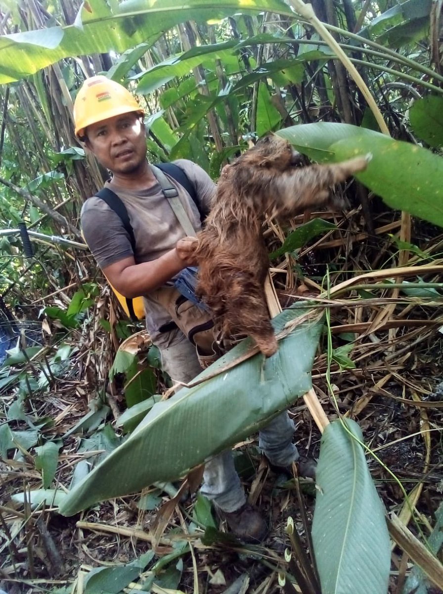 henrycontra's tweet photo. "El verdadero sentido de la vida es plantar árboles, bajo cuya sombra no esperas sentarte". Sin embargo hay gente que le cuesta un palito de fósforo para matar nuestra naturaleza y sus animalitos que la habitan, comparto un registro fotográfico de lo pasado en San Buenaventura. https://t.co/LszZHcy8NE