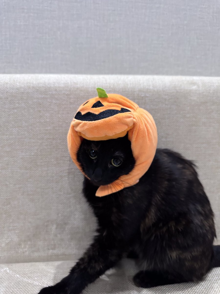 🎃🐰