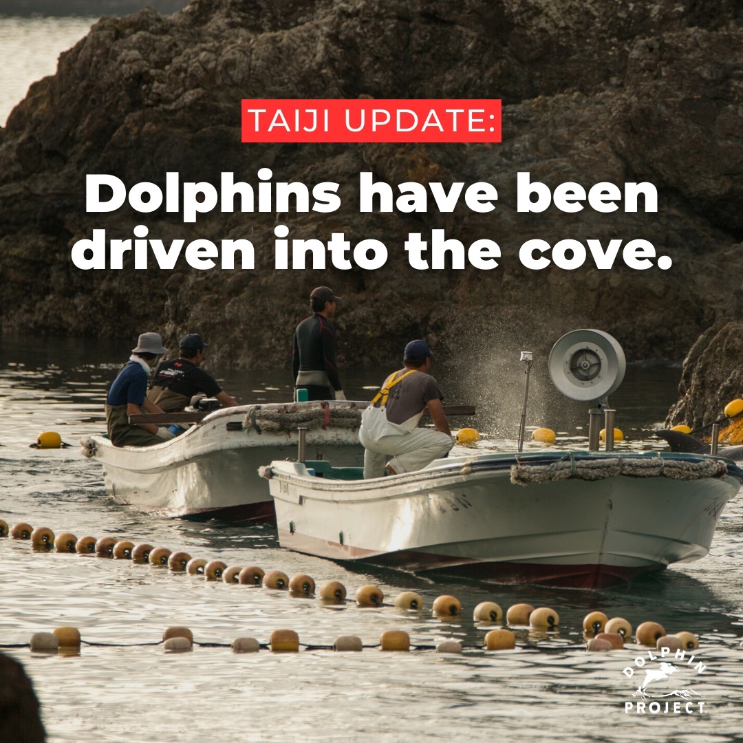 Dolphin_Project's tweet photo. Taiji: A pod of melon-headed whales has been driven into the Cove. Japanese activists are on the ground. We will update with more information as it becomes available. Oct. 29, 2023
#dolphinproject. #lifeinvestigationagency https://t.co/jfJkdCTqKK