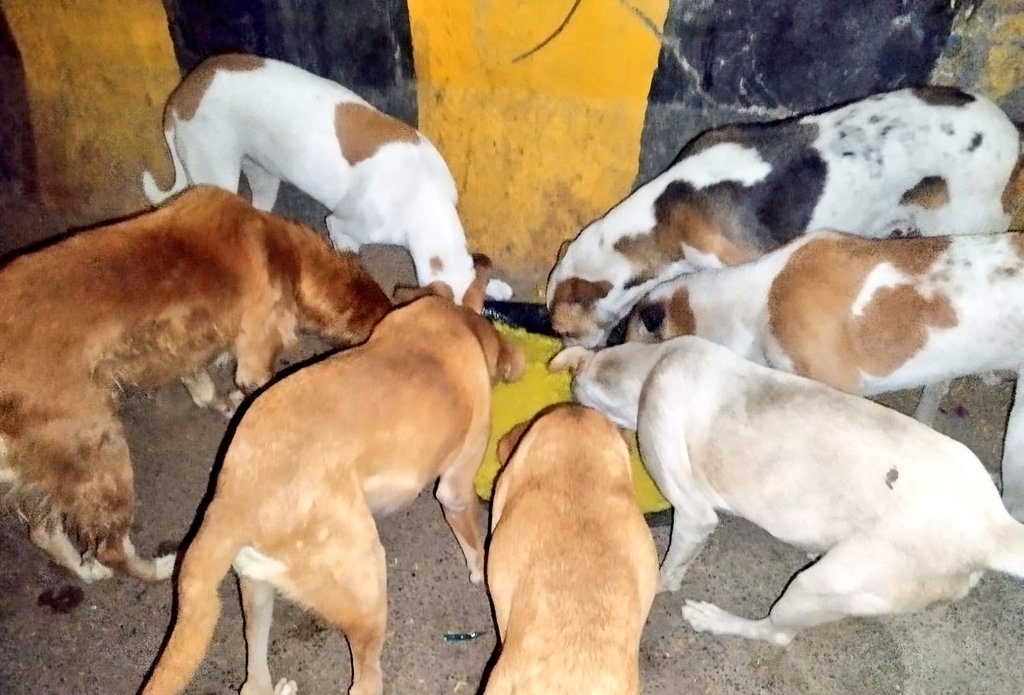 TheViditsharma's tweet photo. These stray animals look upon humans for survival. We must be a ray of hope for these voiceless souls, not a source of hate. Remember, as humans, it's our responsibility to help these vulnerable beings. #AnimalWelfare #CompassionForAnimals #BeTheirHope https://t.co/c6xsKRuprI