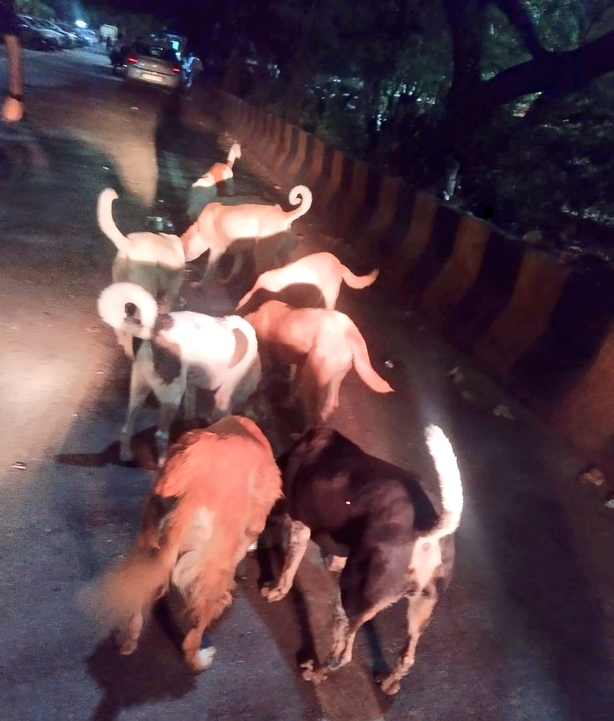 TheViditsharma's tweet photo. These stray animals look upon humans for survival. We must be a ray of hope for these voiceless souls, not a source of hate. Remember, as humans, it's our responsibility to help these vulnerable beings. #AnimalWelfare #CompassionForAnimals #BeTheirHope https://t.co/c6xsKRuprI