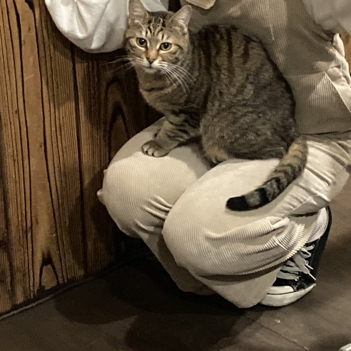 ohamaudon's tweet image. #忍クラさん にお腹見せての撫で撫で要求からのお膝乗り…
ぐりちゃん初見の甘え方😽可愛い❣️←親ばかw
#保護ねこ #看板ねこ