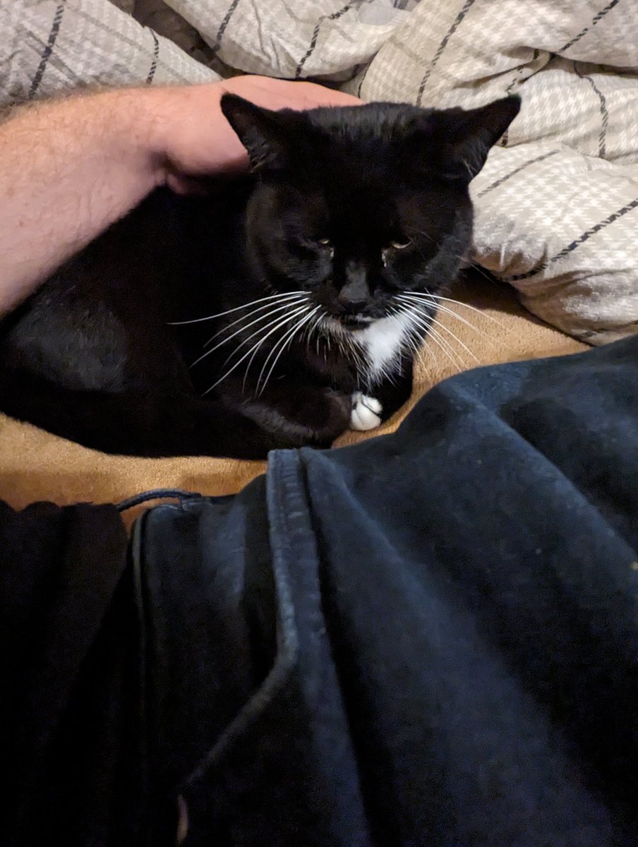 dead_tramp's tweet photo. Staying on a friends sofa is made infinitely better when you have a cute kitty for company https://t.co/oxrfPiS1sf