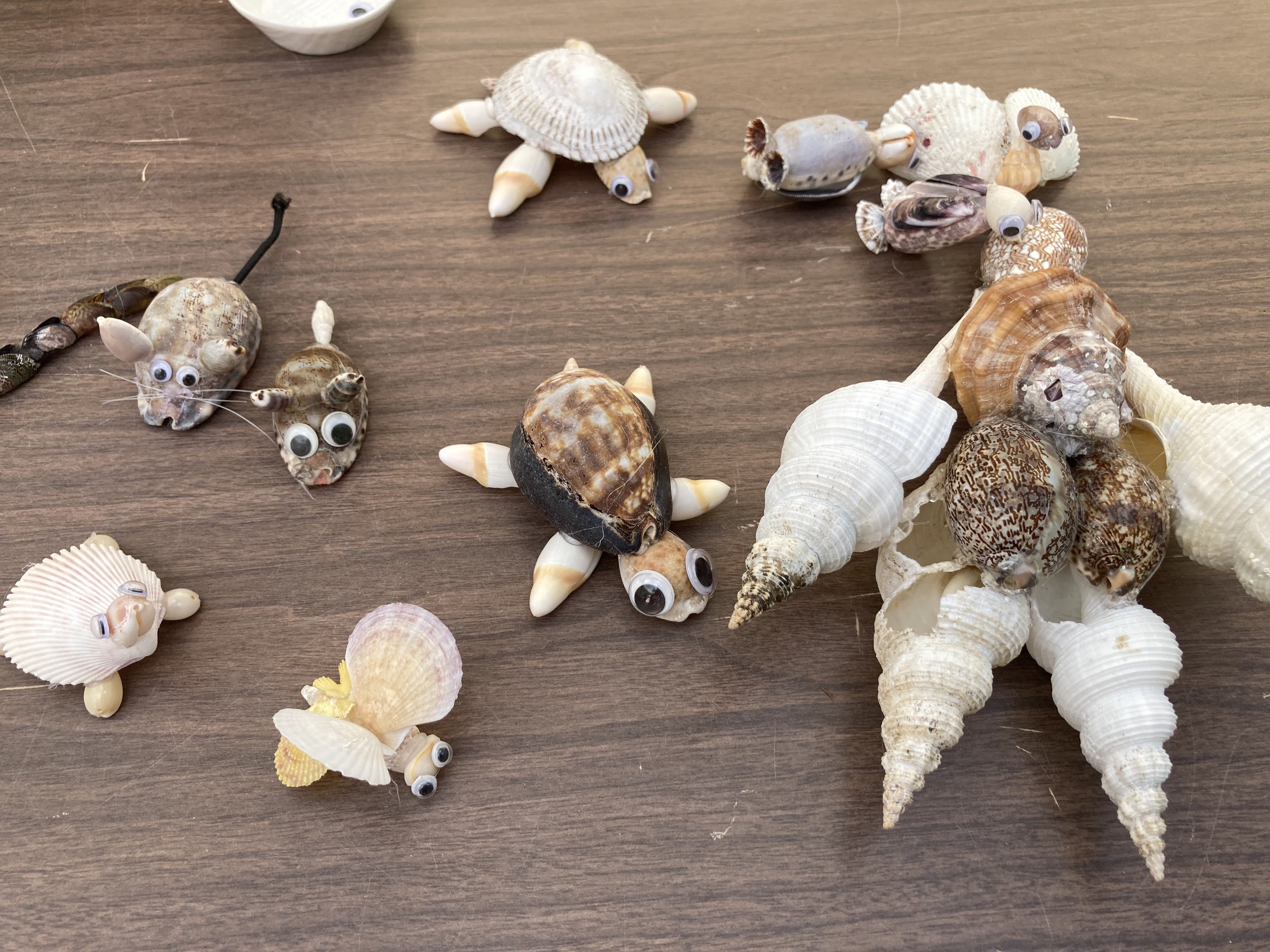 ラクダ貝 クモ貝 褐色大型貝殻 シェル アフリカ 郷土品 標本 魔除 トレイ 最終】ラクダ貝 クモ貝 褐色大型貝殻 シェル アフリカ 郷土品