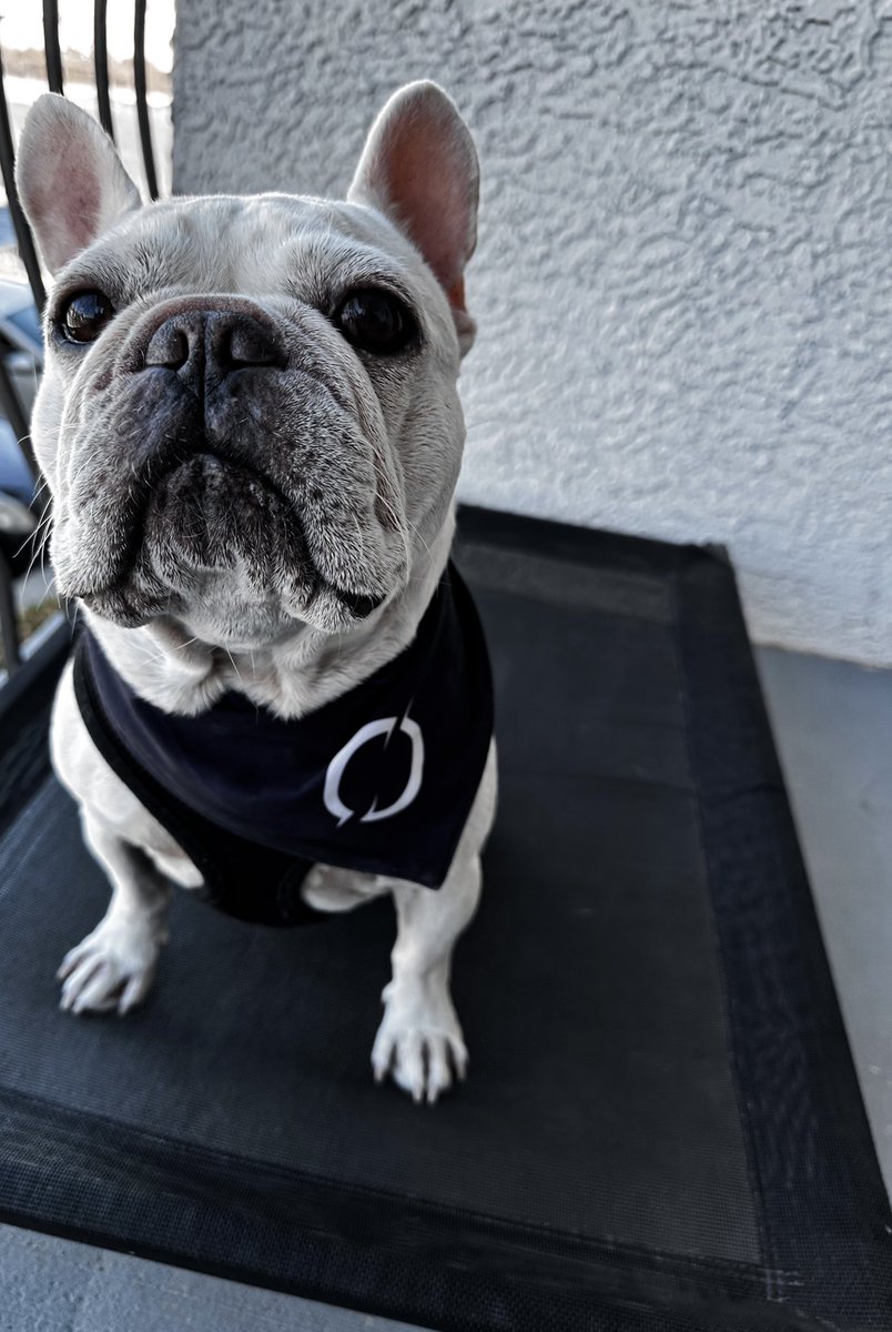 vanessa snee tweet media