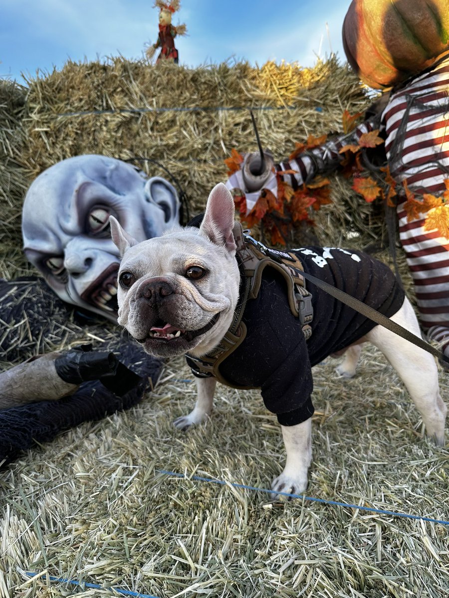 vanessa snee tweet media