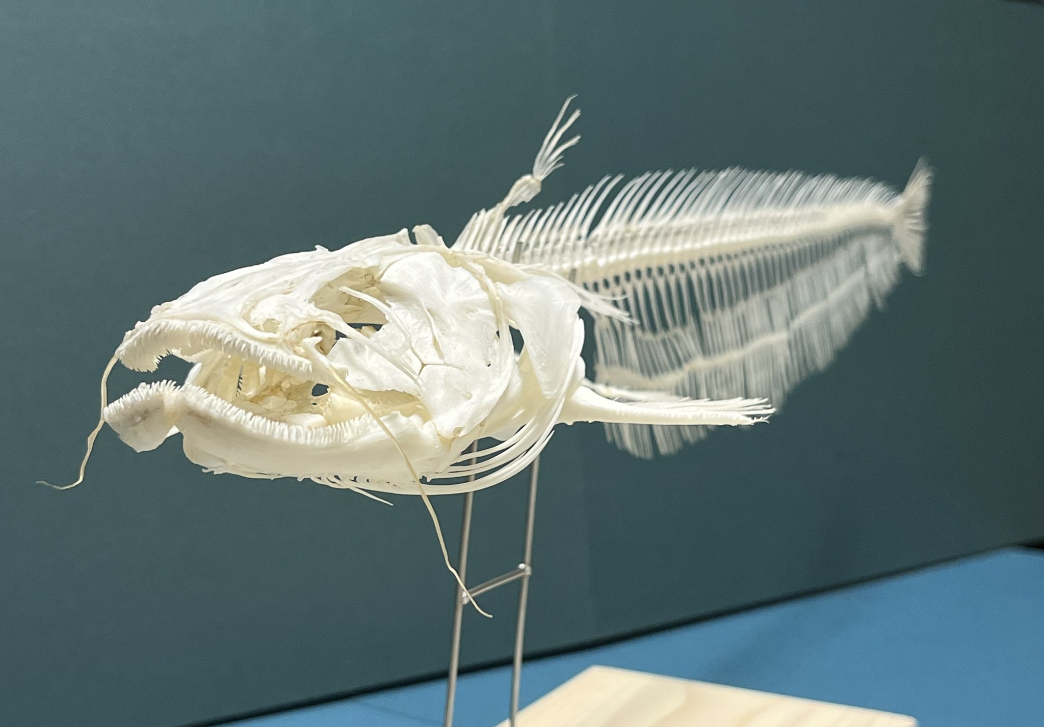 骨格標本 - Search / X