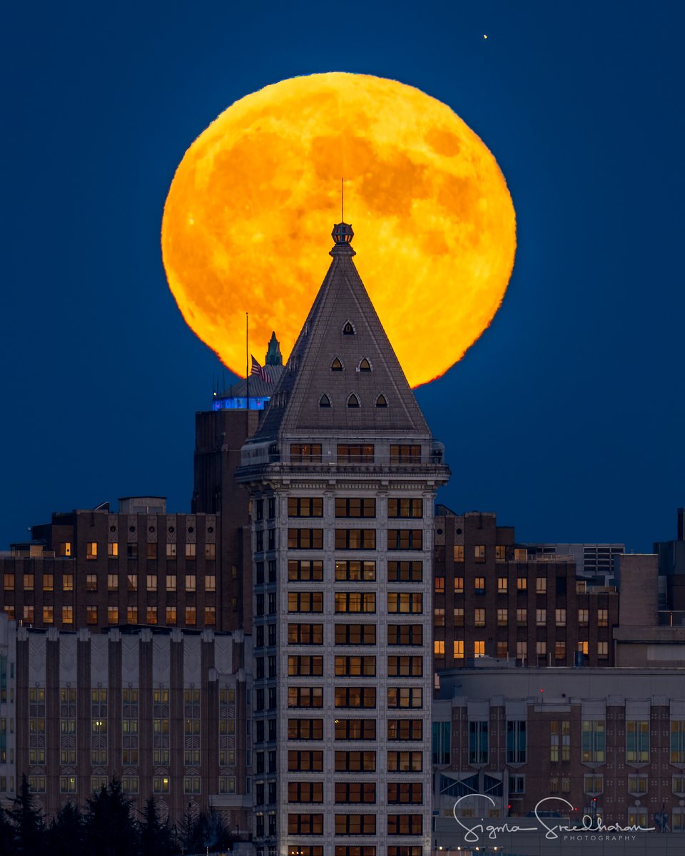 sigmas's tweet photo. October's Full #HuntersMoonrise aligned with various buildings in #Seattle tonight (Saturday). As you can see the lighting got more and more difficult as the night progressed. #SmithTower #F5Tower #ColumbiaTower https://t.co/ISVhGyOFim