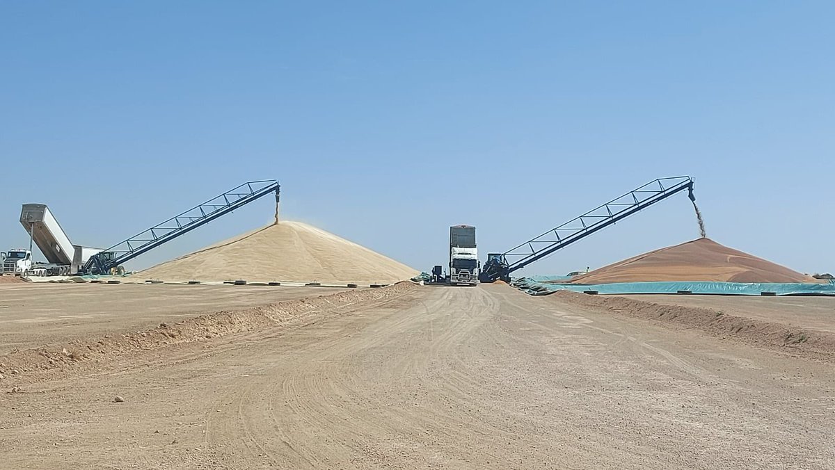 export_grain's tweet photo. Finally some clear weather. Getting a run at it today, bar1 and Commodus, APW, H2, lentils, peaks and beans all coming in. Early harvest. Just remember our cleaner is up and running for those pesky problem loads. https://t.co/4S1kgDnFKC