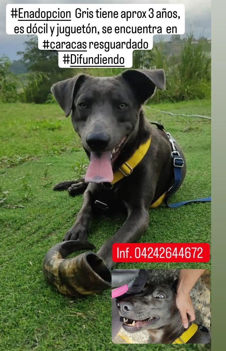 #enadopcion #difundiendo #caracas