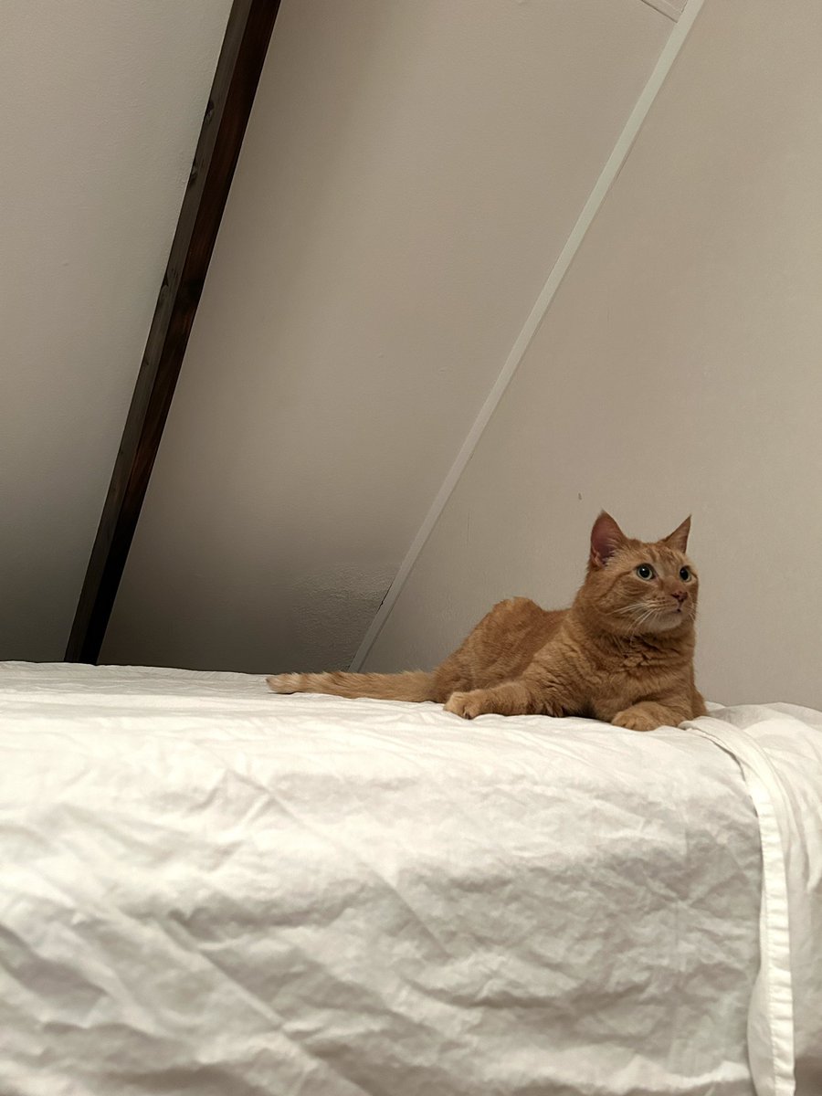 closclouds's tweet image. I purchased my first house and move in day was finally here a few days ago! Here’s a snapshot of the past few days 🥰