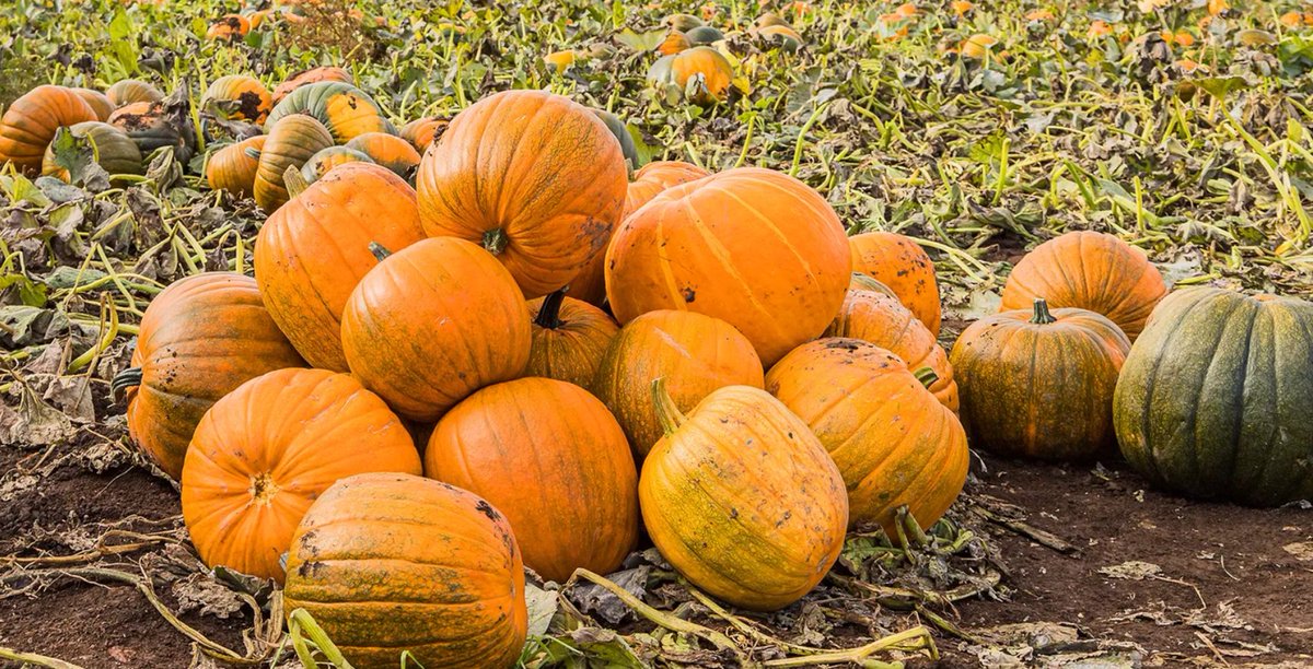 Pumpkins: The overlooked superfood. bbc.com/future/article… Nutritious, drought-tolerant, long shelf life, nitrogen fixing and more.