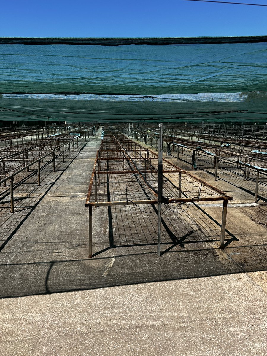 I am in the office today (Sunday) sorting exactly what we are filling these tables with. We do a 20% oversow. That’s how we have extras at the end of the season… so if you want anything. Let me know asap… Tonight will be too late 😉
#chatfieldstrees