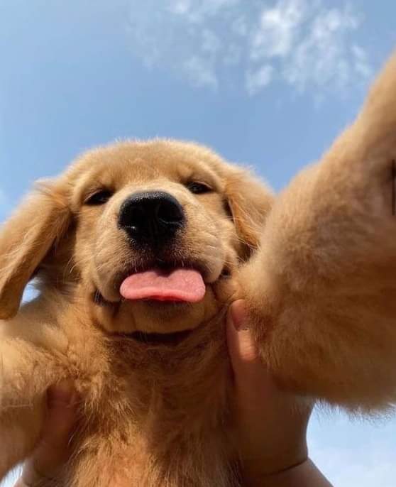 Selfie 🤳 #dogs