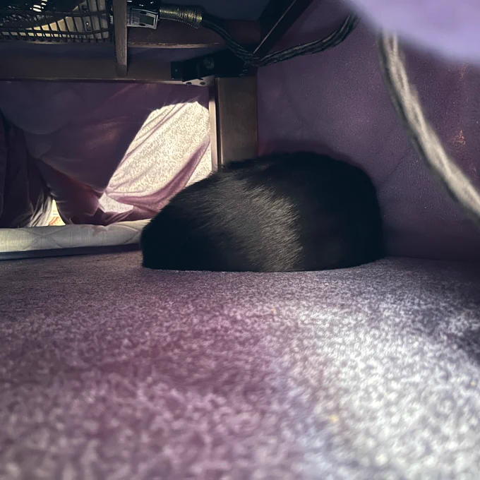 コタツの中の黒猫 何の生き物かよくわからん