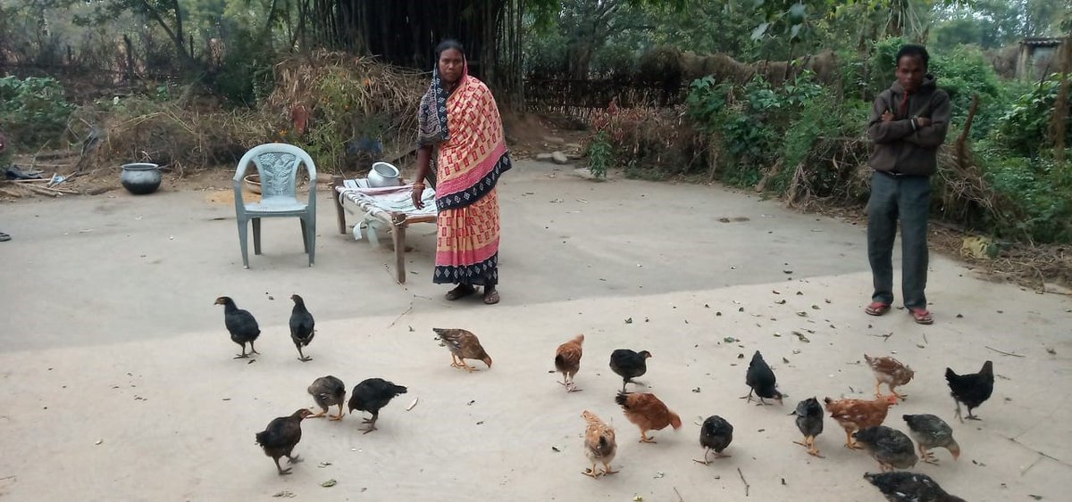 DfoSundargarh's tweet image. Empowering Women Through Poultry Farming: A Success Story of Sundargarh Forest Division
492 dedicated women of Ujalpur FMU, representing 48 SHGs, 1 CIG &amp;amp; 1 PoP from 18 VSS, who took poultry farming taking a loan of Rs. 25.60 lakhs through Revolving Fund.(1/n)
#OFSDP
@ForestDeptt