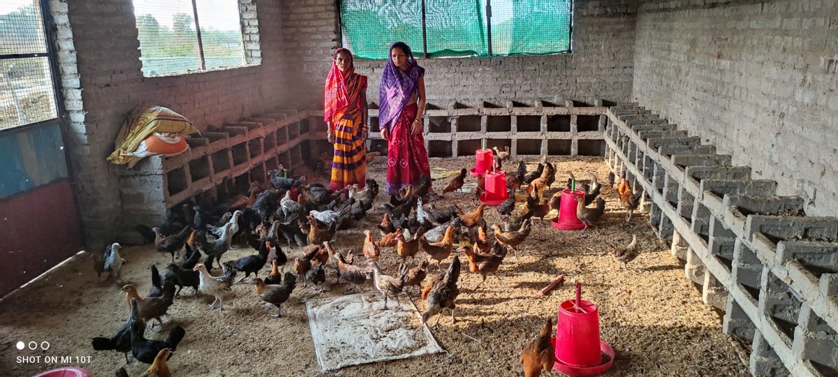 DfoSundargarh's tweet image. Empowering Women Through Poultry Farming: A Success Story of Sundargarh Forest Division
492 dedicated women of Ujalpur FMU, representing 48 SHGs, 1 CIG &amp;amp; 1 PoP from 18 VSS, who took poultry farming taking a loan of Rs. 25.60 lakhs through Revolving Fund.(1/n)
#OFSDP
@ForestDeptt