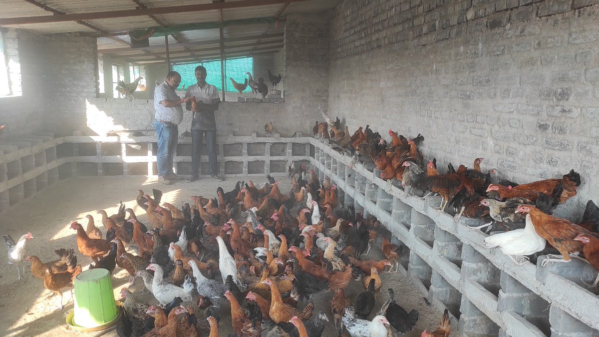 DfoSundargarh's tweet image. Empowering Women Through Poultry Farming: A Success Story of Sundargarh Forest Division
492 dedicated women of Ujalpur FMU, representing 48 SHGs, 1 CIG &amp;amp; 1 PoP from 18 VSS, who took poultry farming taking a loan of Rs. 25.60 lakhs through Revolving Fund.(1/n)
#OFSDP
@ForestDeptt