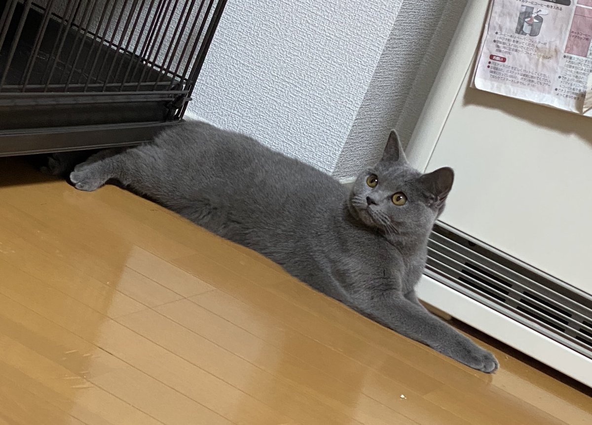 nakano_dc2's tweet photo. アンエクスプローラーかじるな🤣 https://t.co/frWF0apqiM