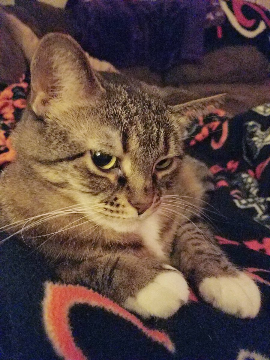 Pizzapuff15's tweet photo. Early morning Birthday treats & cuddles with momma before she goes to work ❤ I hope evfurryone has a purrtastic day! @StrayLiotta #ForeverMyHeroStray #StrayStrong #leaveacan #LucyFurTweetsStrong #CatsOfTwitter https://t.co/mJMYCYJmzH