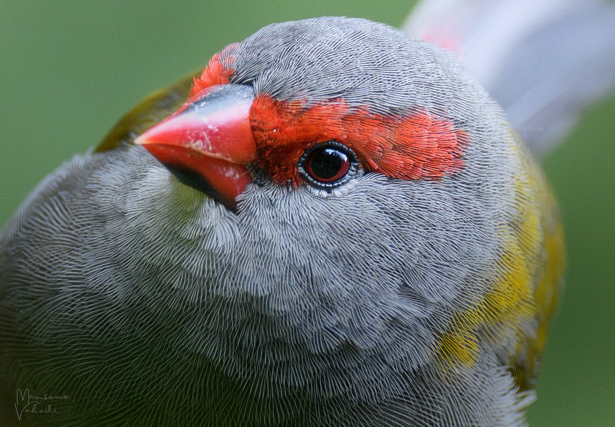 Oz Bird Photography tweet media