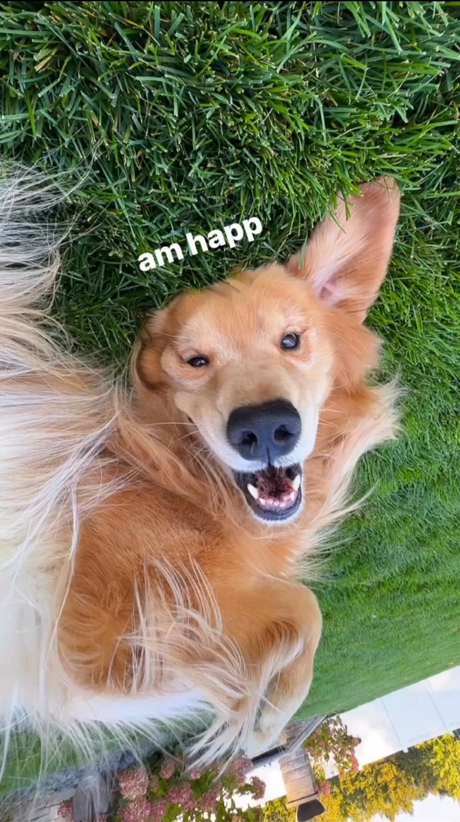 Hello 🤗
#GoldenRetrievers #dogsoftwitter