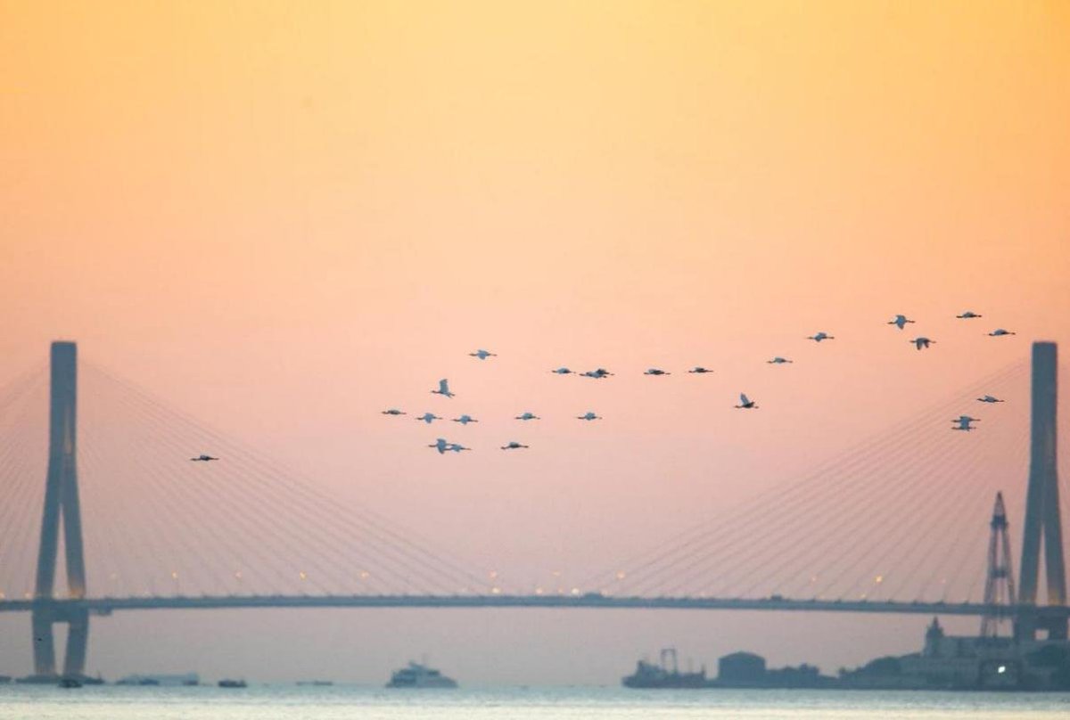 Beneath the crimson #sunset sky🌇, the sight of the #Danzhou Yangpu Cross-sea #Bridge, set against a backdrop of graceful herons soaring and nesting, is truly mesmerizing.🧡💛❤️
#sky #cityphoto #islandlife #nature