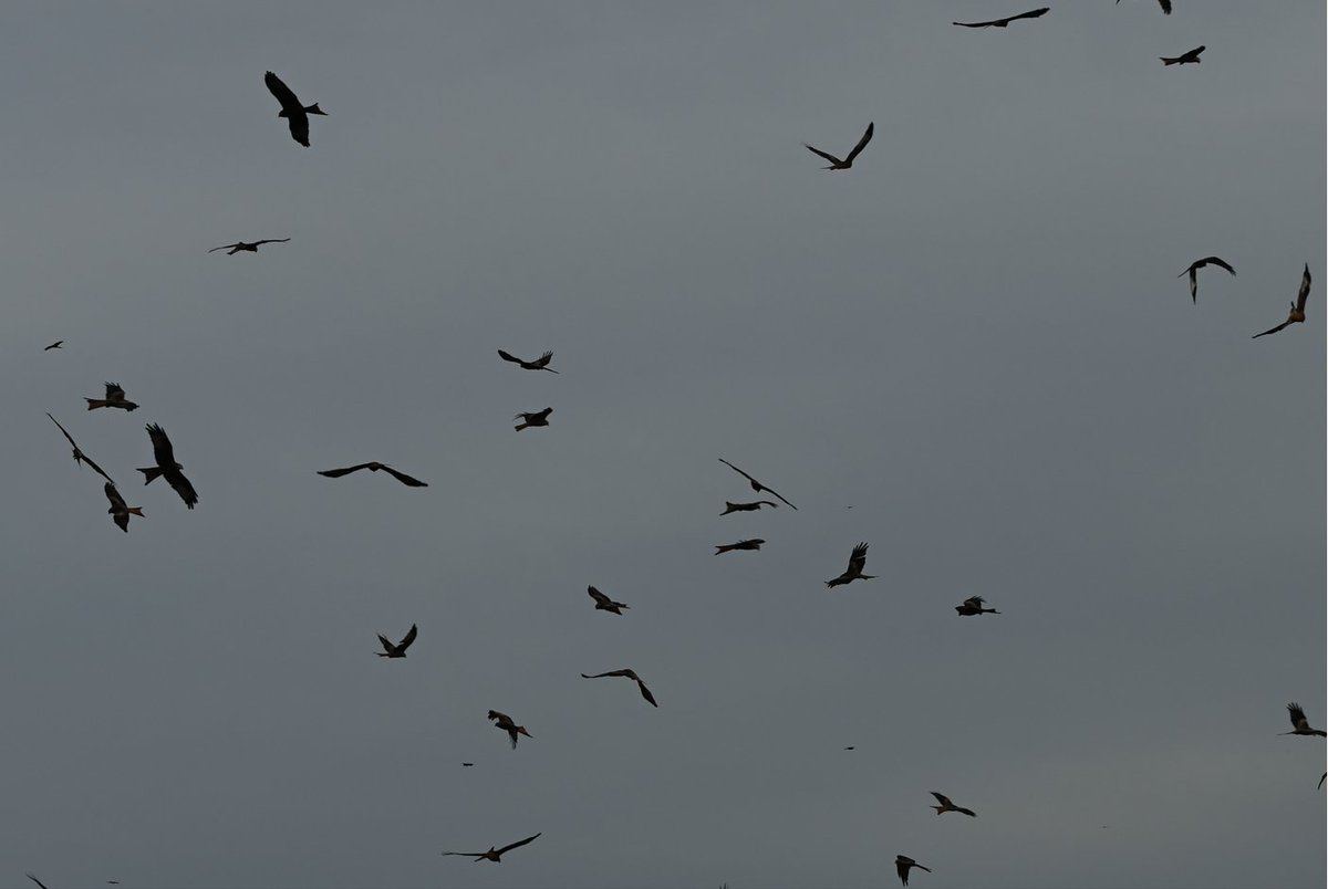 Red Kite silhouettes, Bwlch Nant yr Arian Forest Visitor Centre, Ceredigion #CambrianMountains