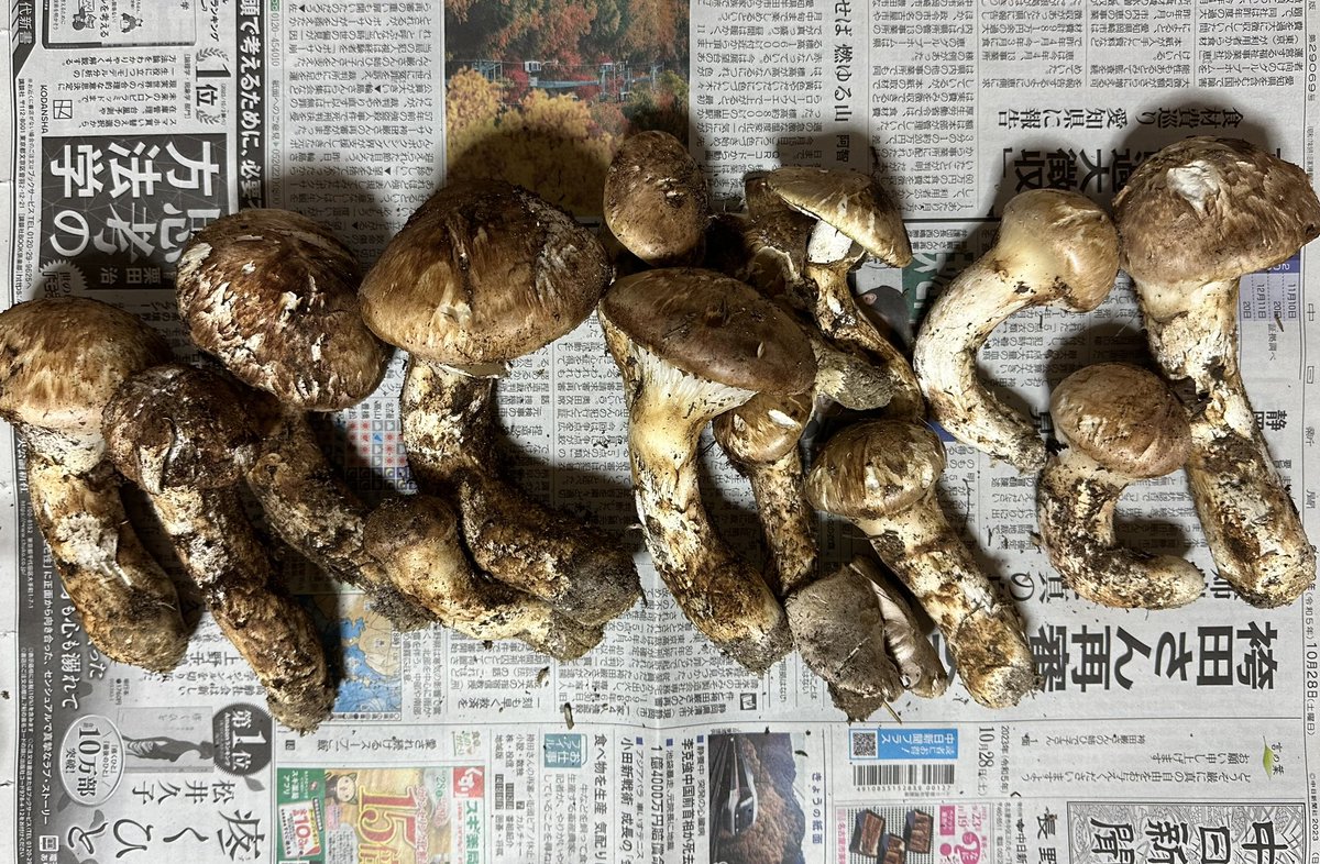 shogen_m's tweet photo. 松茸！
不作の年でしたが、少しだけ収穫できました。
#高森町 #南信州 #高森町グルメ #松茸 #秋の味覚 https://t.co/kJnLfuEHTy