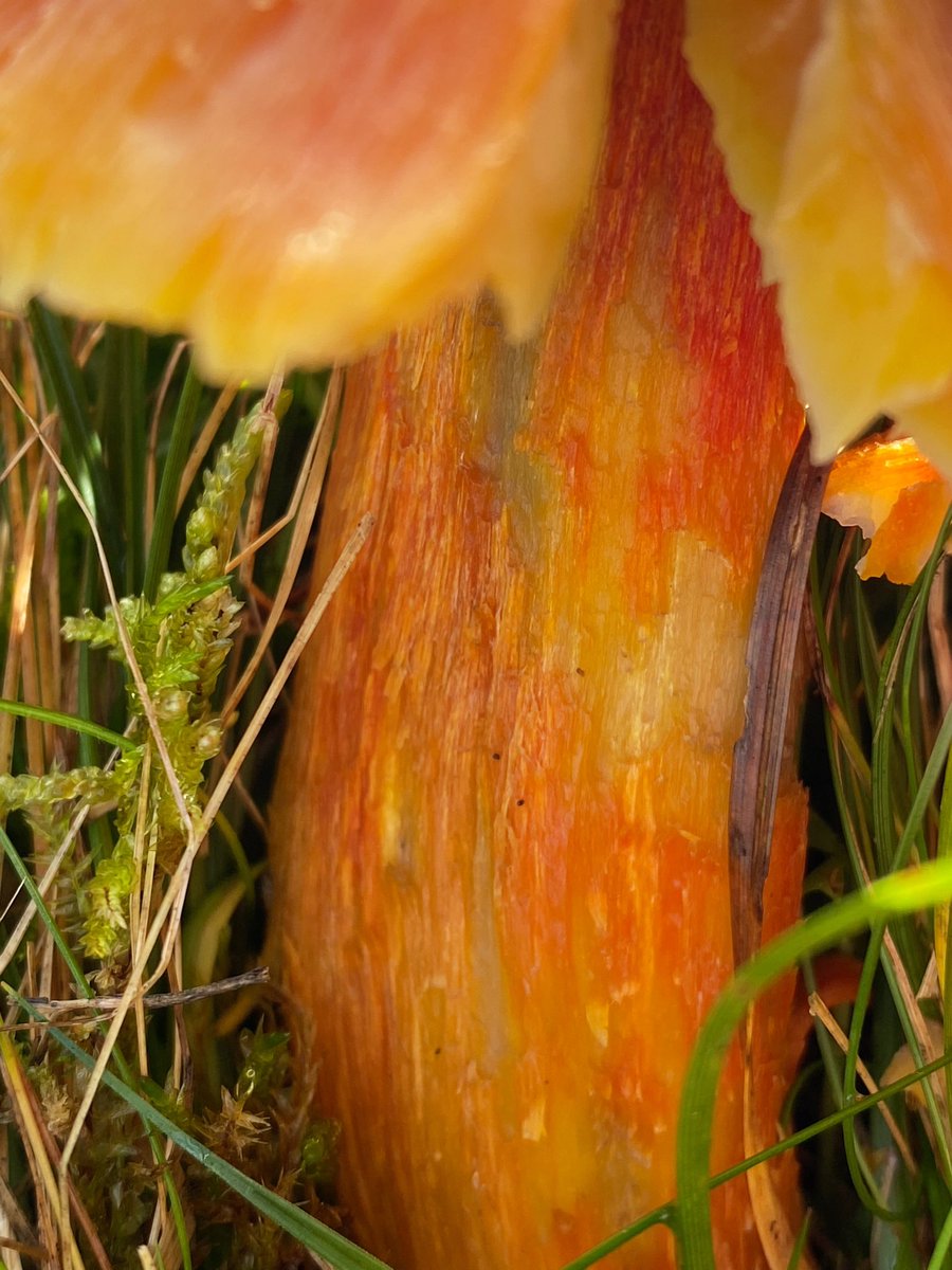 Is the #AbsoluteUnit meme over? Finally met the semi-mythical Fibrous Waxcap (Hygrocybe intermedia). Easily one of the biggest, and most striking, waxcaps I’ve encountered.