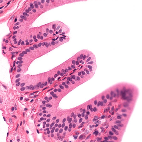 epithelial mechanics fan club (@epimechfc) on Twitter photo How do epithelial tissues develop their diverse, beautiful shapes?
Some researchers have been controlling their forces with light to understand it.
Iām <a href="/GMartinezAra/">Guillermo MartĆnez Ara</a> and today Iāll tell you about how we can use optogenetics to study morphogenesis! How do epithelial tissues develop their diverse, beautiful shapes?
Some researchers have been controlling their forces with light to understand it.
Iām <a href="/GMartinezAra/">Guillermo MartĆnez Ara</a> and today Iāll tell you about how we can use optogenetics to study morphogenesis!