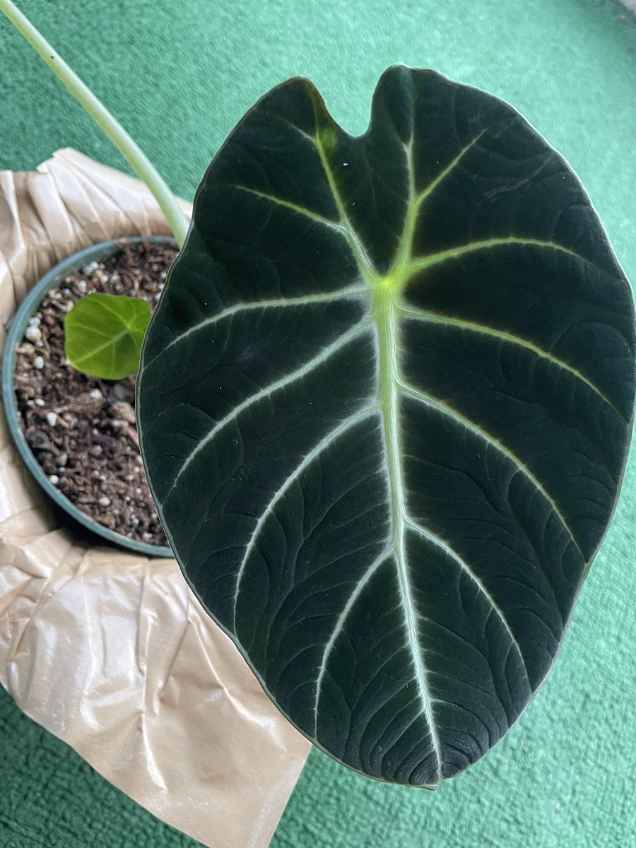 MadElene2016's tweet photo. Look at my new baby #Alocasia #BlackVelvet #LittleQueen #PlantMom #plant https://t.co/M29msXCz6Z