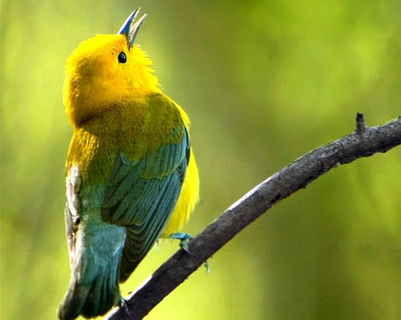 "A bird doesn't sing because it has something to say, a bird sings because it has a song. " Chinese Proverb
I hope today you sing if you have a song to make everyone feel happy or if you have something to say.
Happy Sunday to everyone  🐤  🌞  🌻