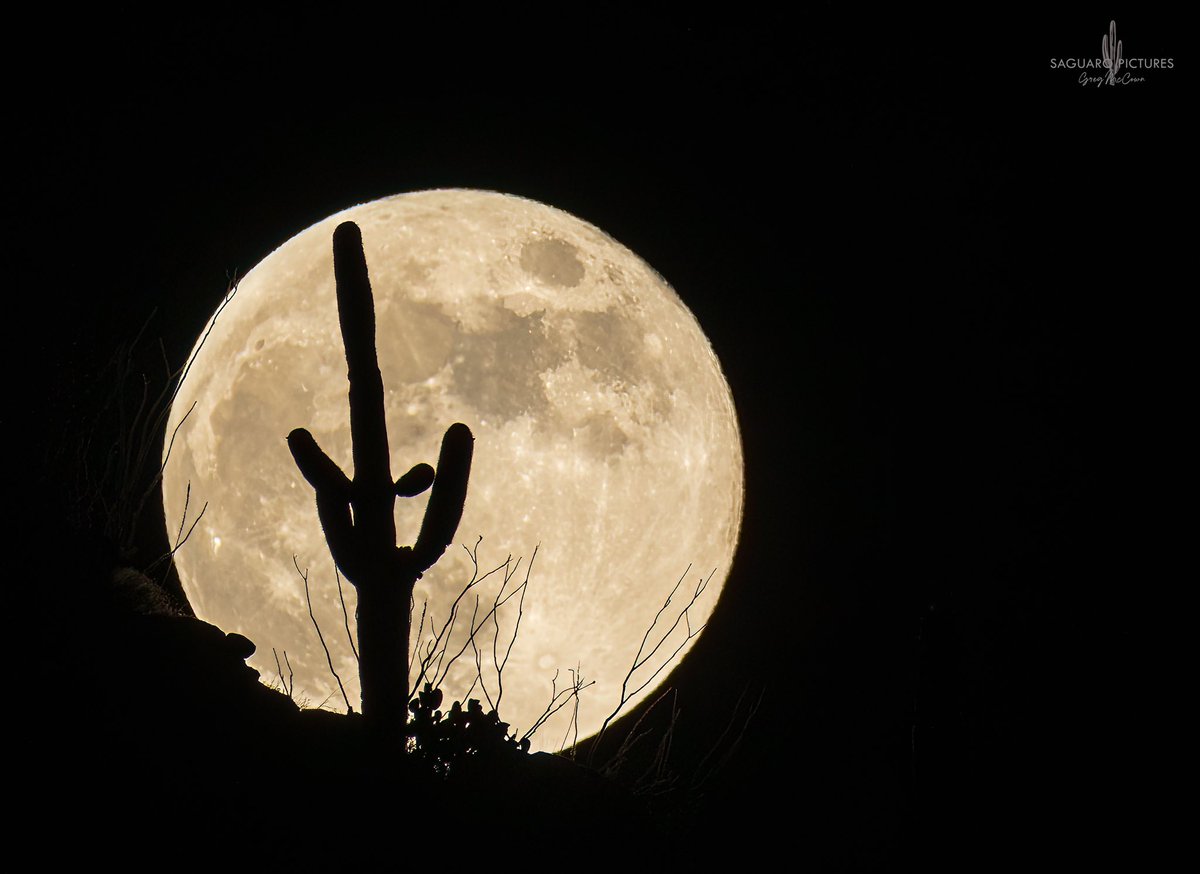 Gregtucson's tweet image. Saguaro Moonrise - this evening in the Catalinas north of Tucson.
