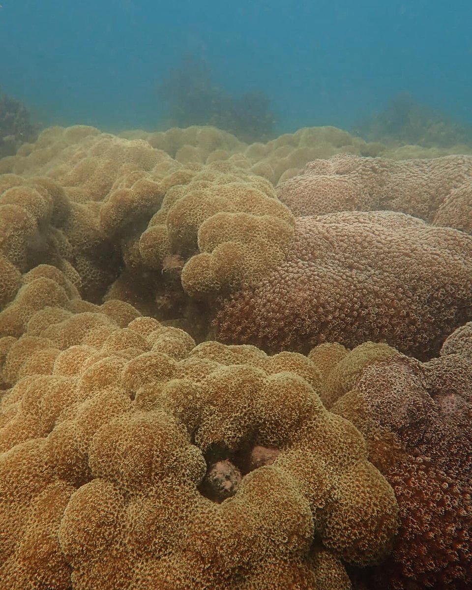 Walter Dellisanti, PhD 🪸🔬🤿 tweet media